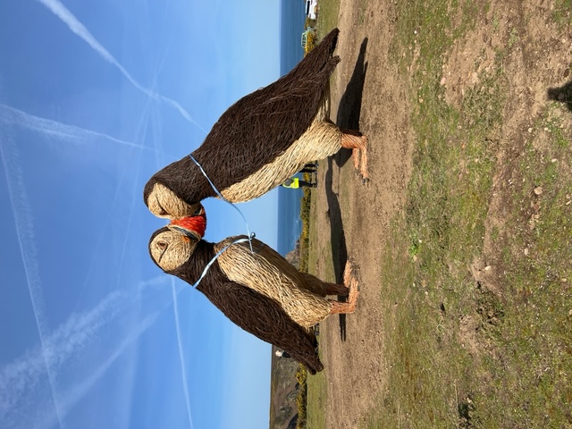 Puffin sculptures unveiled this weekend